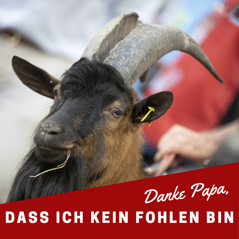 1. FC Köln-Meme: Geißbock „Hennes“ vs. Fohlen „Jünter“